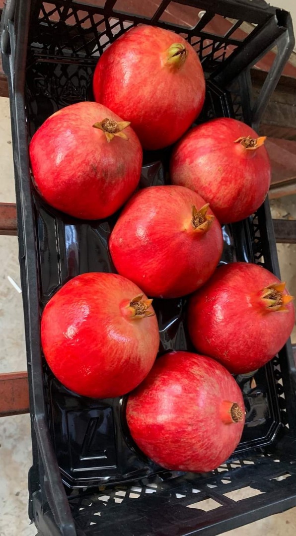 Venta de granadas Hicaz / Viyollu (fabricadas en Turquía) Hicaz: Calibre 1/14: $ 0,9 / kg Calibre 7/9: $ 1 / kg Viyollu: Calibre 12/14: $ 0,85 Calibre 7/9: $