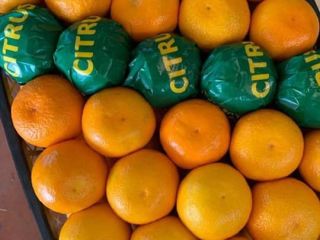 Vender mandarinas Satsuma (hecho en Turquía) precio $ 0.55