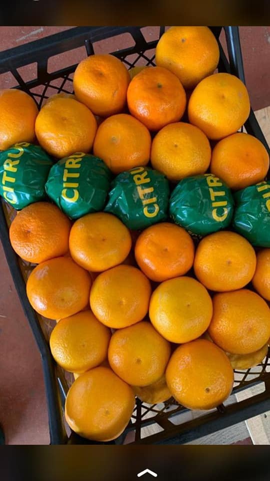 Vender mandarinas Satsuma (hecho en Turquía) precio $ 0.55 / kg precio en EXW Términos de Antalya Certificado de calidad Embalaje a pedido del cliente: papel