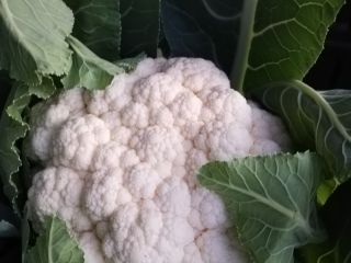 Coliflor, fresca, blanca, compacta. 2-2,5 kg / pieza