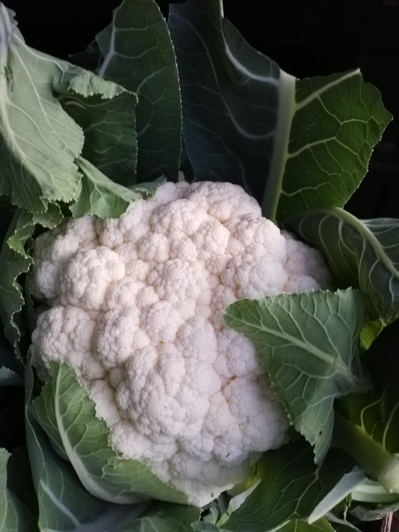 Coliflor, fresca, blanca, compacta