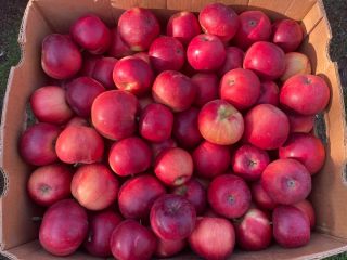 Vendo diferentes variedades de manzanas de mi propio huerto,