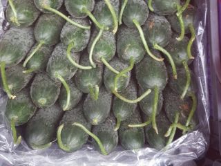 Pepinos