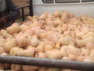 Tengo muchas calabazas