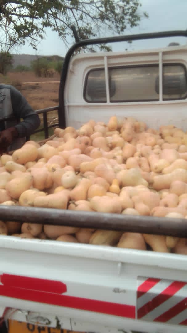 Tengo muchas calabazas