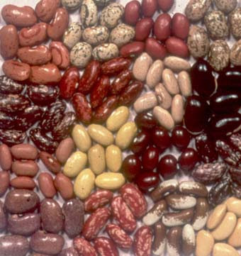 Vendemos frijoles al por mayor con entrega a Rusia, Asia, Europa, Georgia