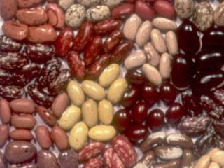 Venta de frijoles Vendemos frijoles al por mayor con