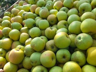 Vendemos manzanas doradas frescas y jugosas.