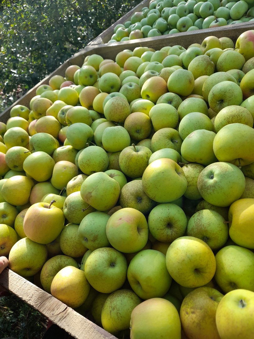 Vendemos manzanas doradas frescas y jugosas