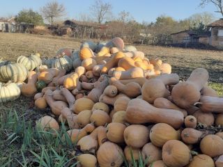 ¡Estoy vendiendo! Calabaza blanca y violín