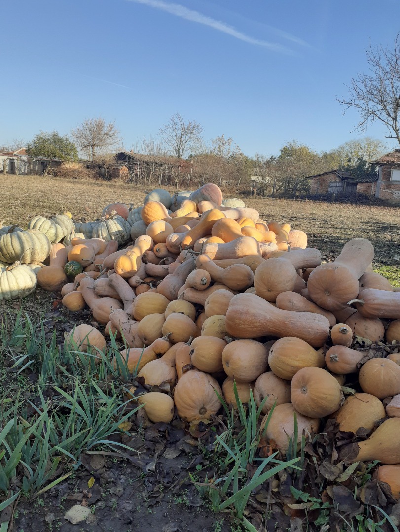 ¡Estoy vendiendo! Calabaza blanca y violín