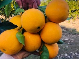 Naranjas Washington a la venta (fabricadas en Turquía). Certificado