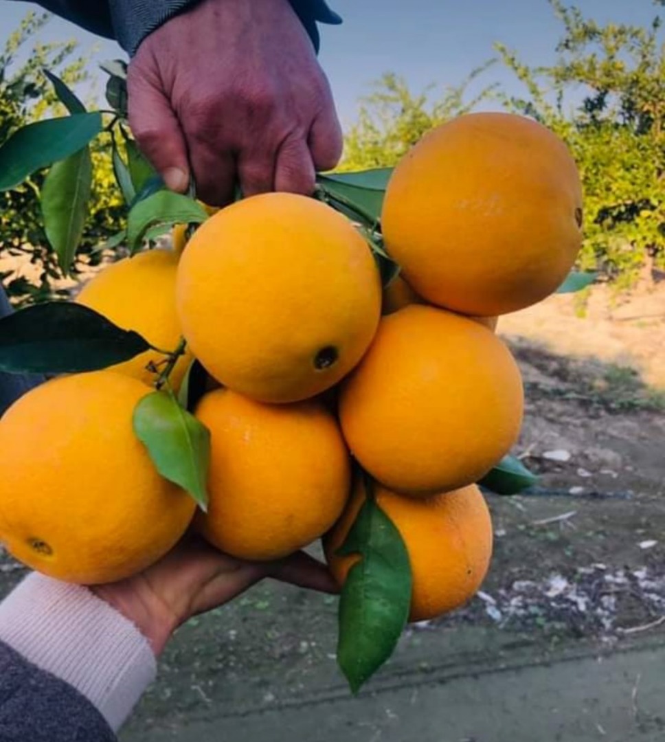 Naranjas Washington a la venta (fabricadas en Turquía)