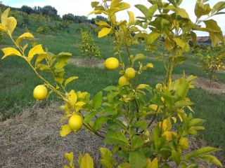 Compre limones directamente del fabricante.