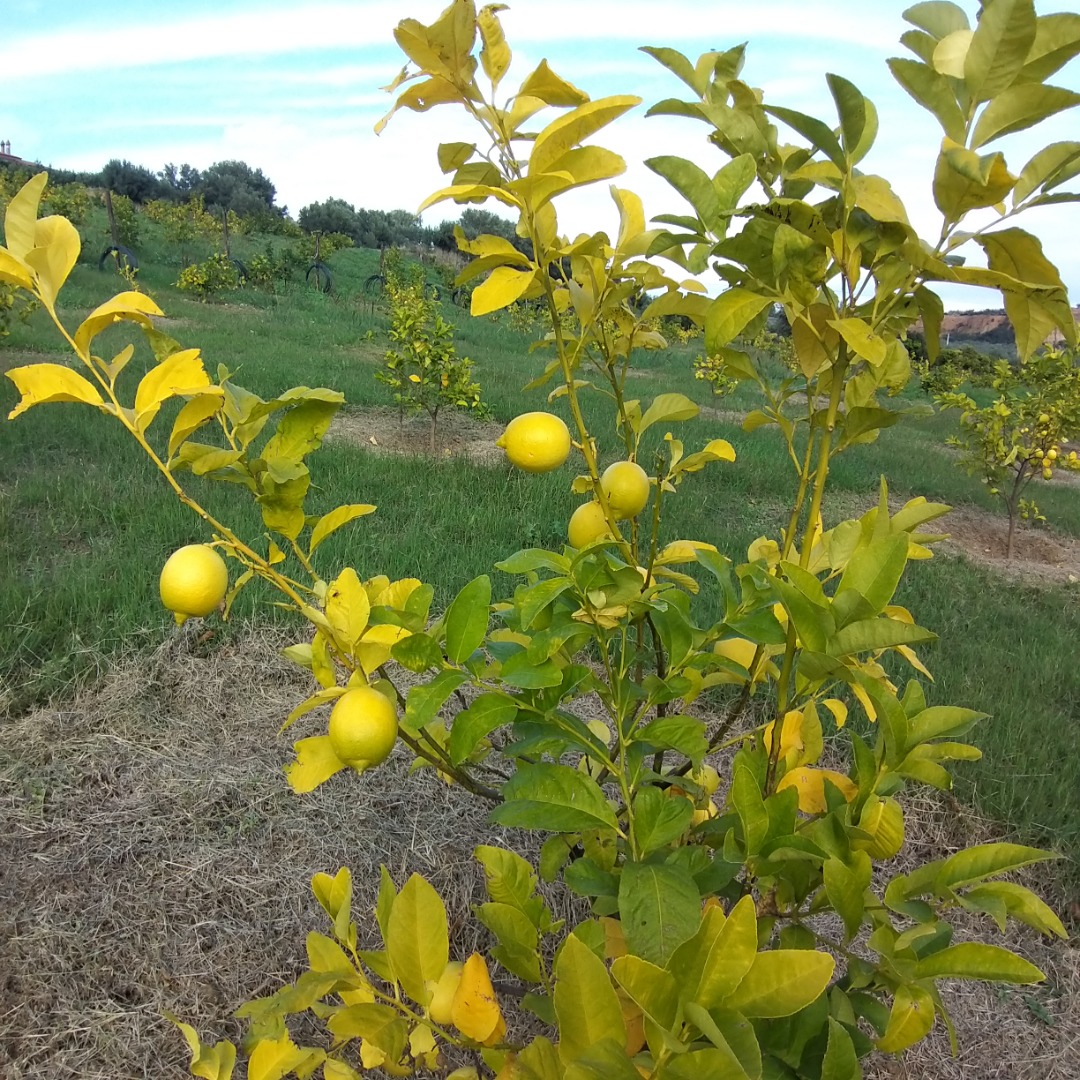 Compre limones directamente del fabricante