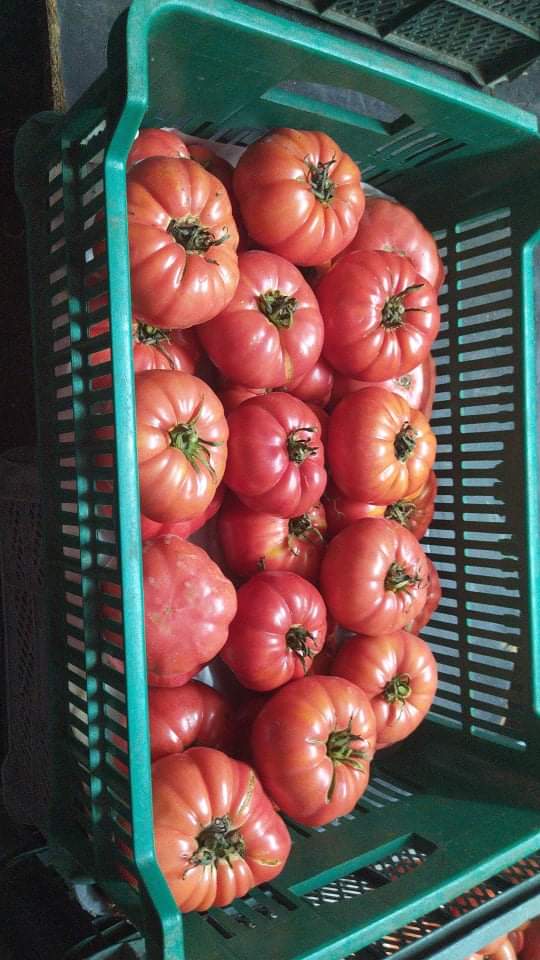 Venderé tomates frambuesa y Grudziadz planos