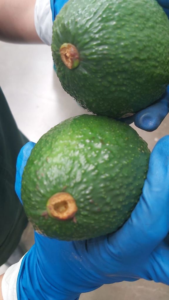 El aguacate marroquí tiene alta calidad para la venta