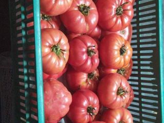 Venderé tomates frambuesa y Grudziadz planos