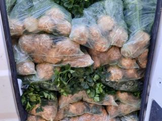 Vendo apio de Bulgaria con hojas y cabeza.