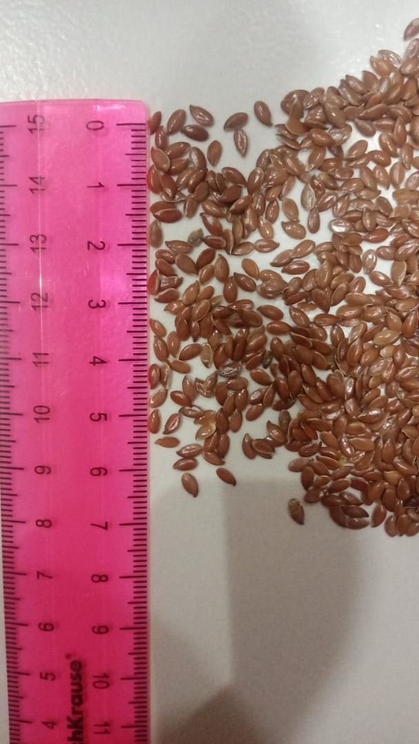 Linaza para uso alimentario y procesamiento industrial (linaza parda y linaza dorada) Calidad de la semilla: - Pureza: 99%; - contenido de agua: máximo 8%