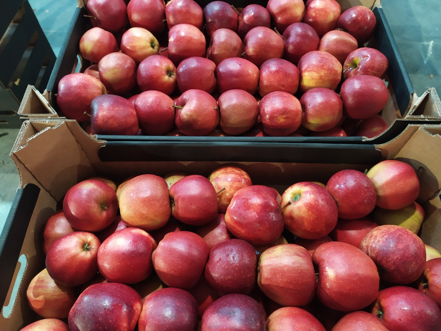 Venderé manzanas de Polonia en grandes cantidades