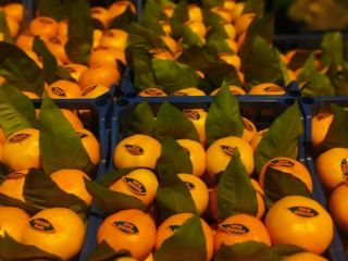 Venta de mandarinas Satsuma, precio FCA, pedido mínimo -