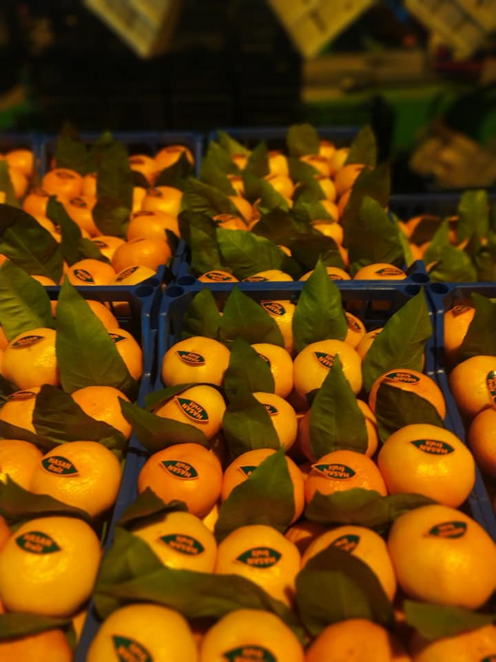 Venta de mandarinas Satsuma, precio FCA, pedido mínimo - a partir de 18 toneladas, certificado de calidad, empaque a pedido del comprador WhatsApp Telegram