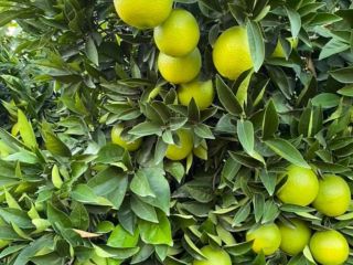 Tengo 100 toneladas de limones de Turquía, precio negociable,