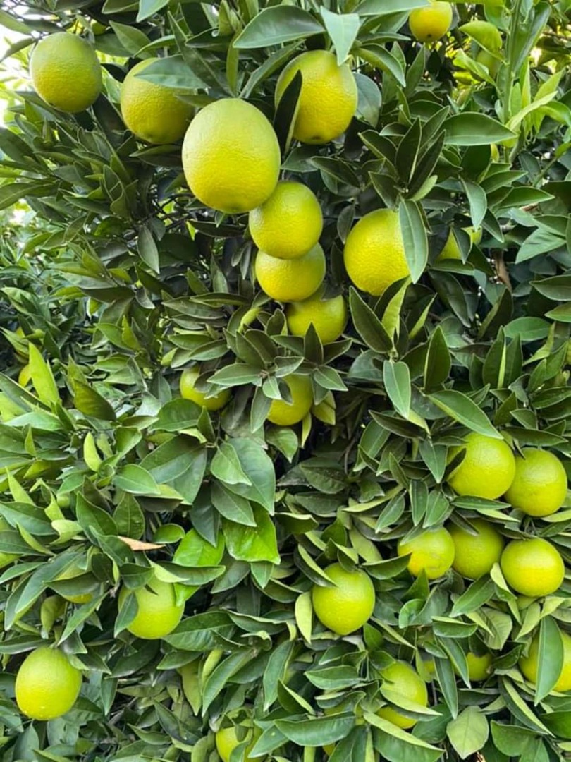 Tengo 100 toneladas de limones de Turquía, precio negociable, variedad Enterdonat Mayer Si estás interesado, escribe o llama al siete dos cero siete uno siete