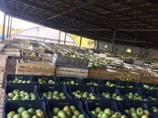 Manzanas que superan a la propia manzana del Edén!