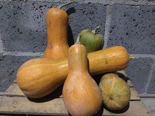 Venderé una calabaza. Cultivado sin fertilizantes químicos ni pesticidas.