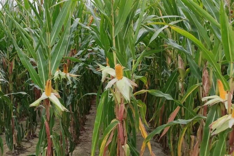 Siliciana - una variedad muy temprana de maíz adecuada para el cultivo de ensilaje o grano en las regiones más frías del país
