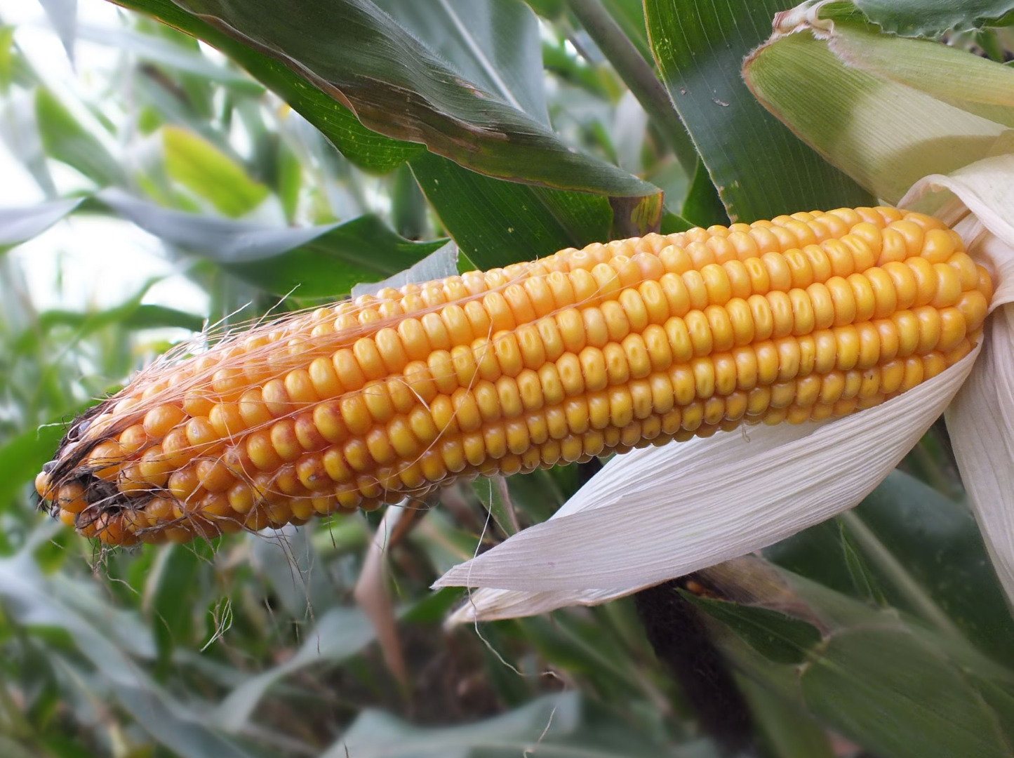 Cebir-maíz CEBIR ya es una variedad bien probada con un crecimiento récord y un potencial de producción de masa fresca