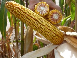Celong: las plantas de esta variedad no son demasiado