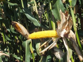 Bringa variedad de maíz Bringa, gracias a un alto