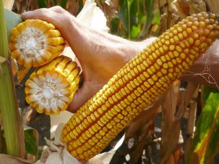 Cegrand- híbrido medio tardío universal para ensilado y cultivo
