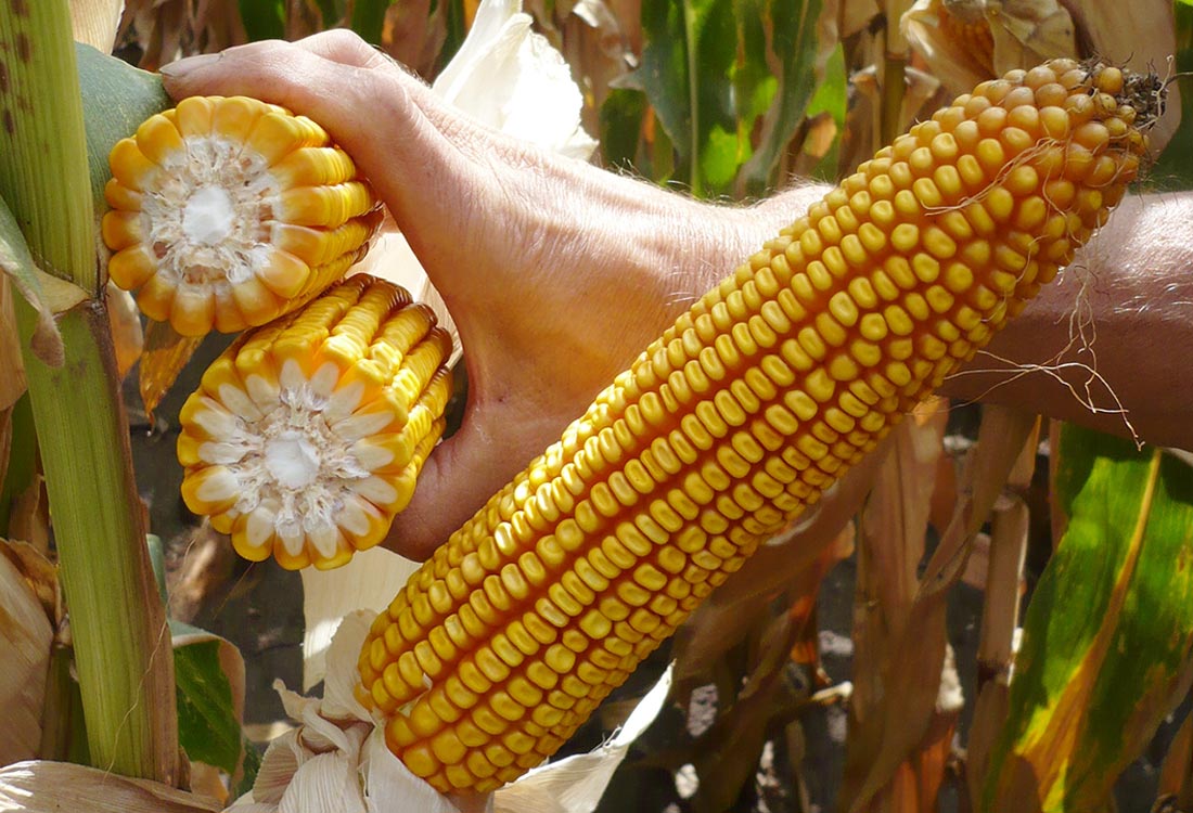 Cegrand- híbrido medio tardío universal para ensilado y cultivo de biogás en la región de cultivo de remolacha azucarera y para cereales en regiones más