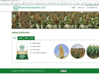 Granos de sorgo blanco 1000 quintas (100 toneladas) disponibles