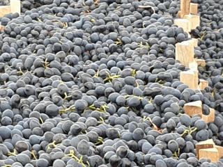 Las uvas se guardan en el frigorífico, no tengo