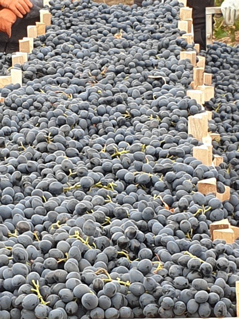 Las uvas se guardan en el frigorífico, no tengo transporte, solo las vendo del almacén