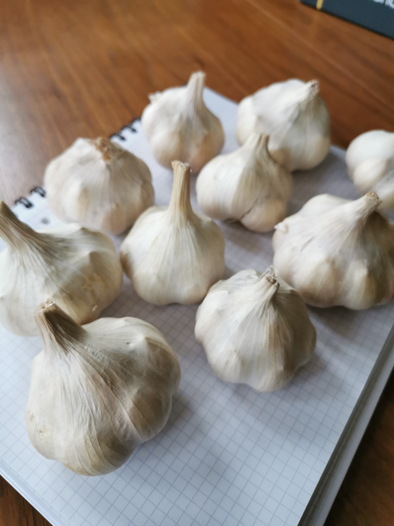 Señoras y señores, me gustaría vender unos 500 kg de ajo polaco (variedad francesa, plantado con material certificado)