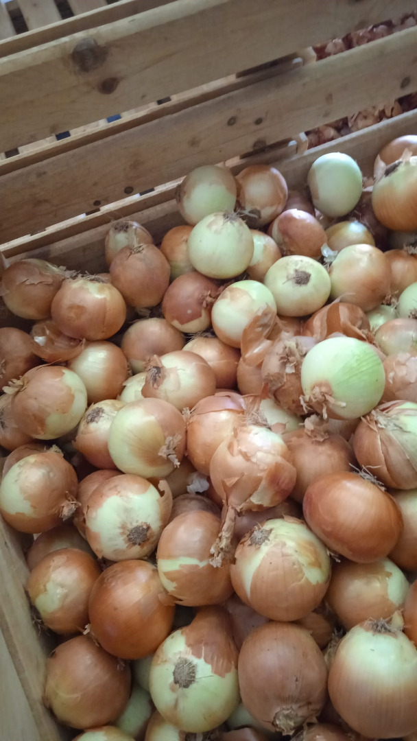 Cebollas amarillas españolas Un gran grupo de productores españoles, TJ Agricultura, le ofrece más de 90 cebollas amarillas (para pelar) en una bolsa grande, a