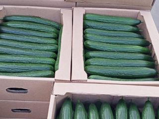 Venderé pepinos de invernadero de Bielorrusia, lisos, largos, peso