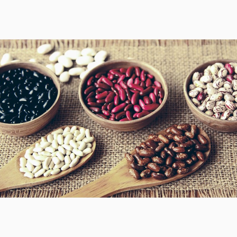Frijoles de alta calidad de Ucrania Venta al por mayor de frijoles