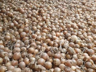 Vendo cebollas, importadas de Alemania. La cebolla se clasifica