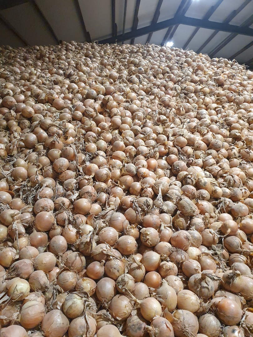 Vendo cebollas, importadas de Alemania