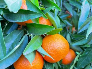 Vendo mandarina variedad clementino.