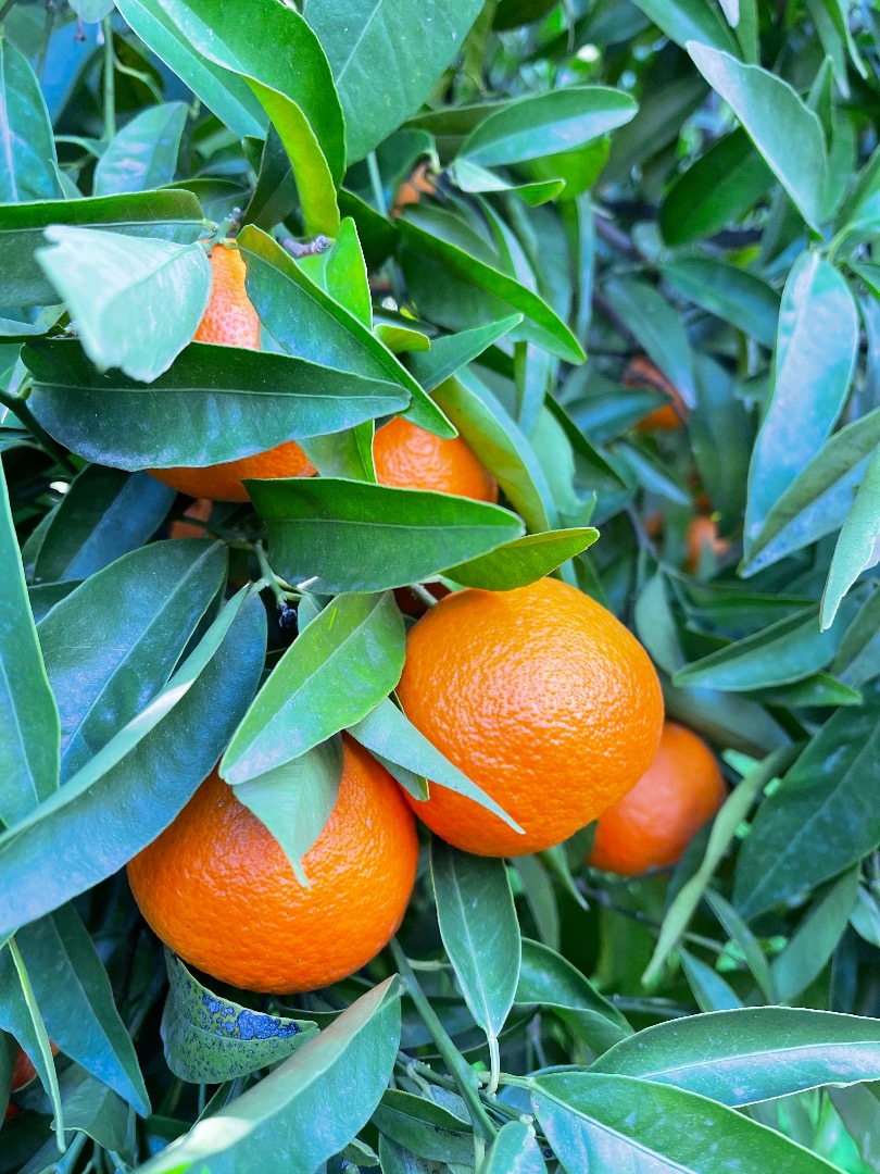 Vendo mandarina variedad clementino