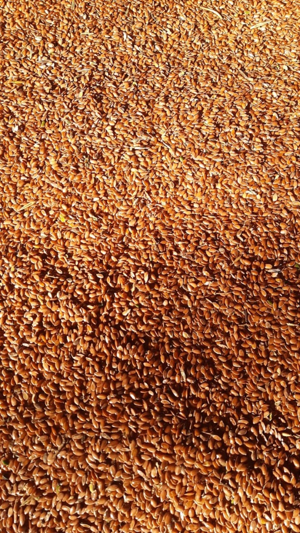 Suministramos semillas de lino marrón de origen Kazajstán Parámetros: humedad hasta 8-9%, mezcla de malezas hasta 3%, contenido de aceite de 40% Empaque en