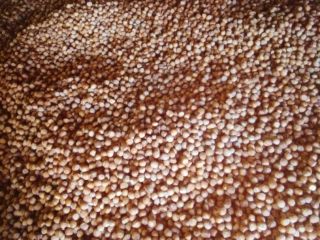 Venderé avellanas de mi propio huerto, unas 6 toneladas